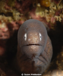 Ugh, I think I ate a bug ! by Suzan Meldonian 